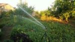 Impact Atom 22 sprinkler with tripod stand vegetable garden irrigation